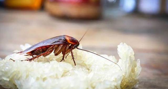 蟑螂太可恶，居家消灭有妙招！